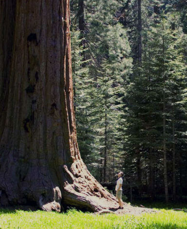 Parque Sequoia